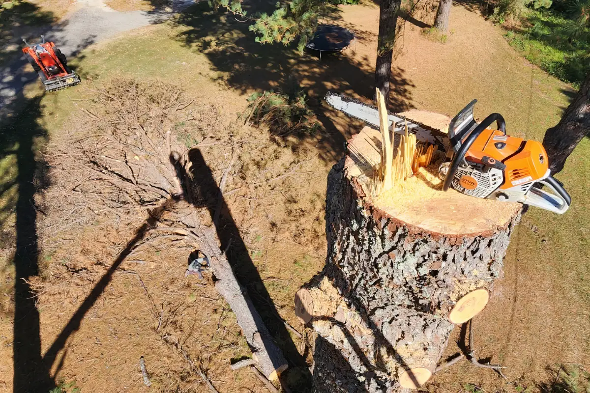 Arborist evaluating whether to prune or remove a leaning tree