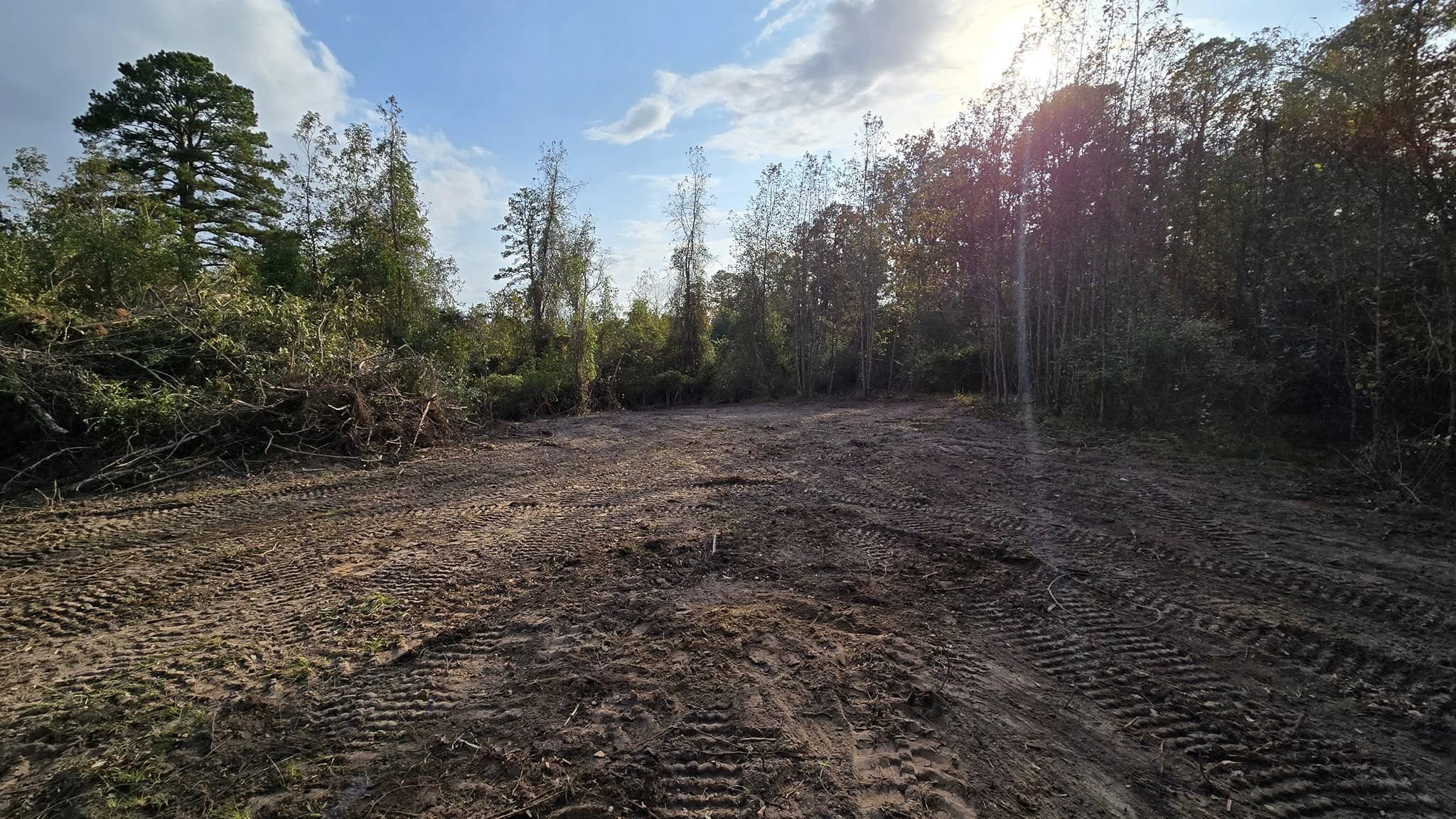 Tree branches being professionally pruned in early spring for healthy regrowth