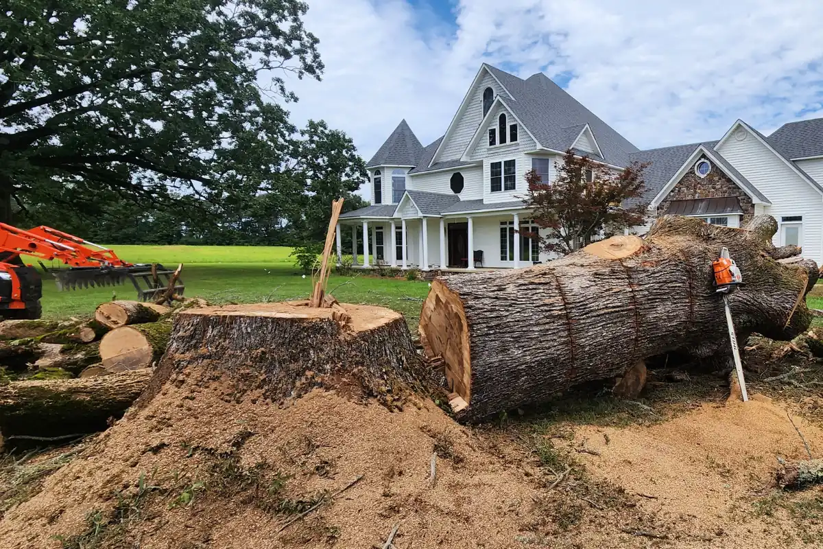 Crew assessing a declining tree with bare branches and bark damage
